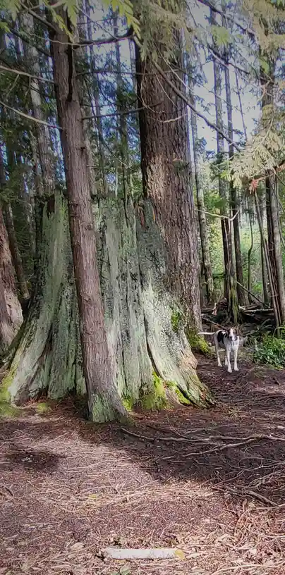 A small dog with white and brown fur stands on a forest trail next to a massive, moss-covered tree trunk. The dog looks…