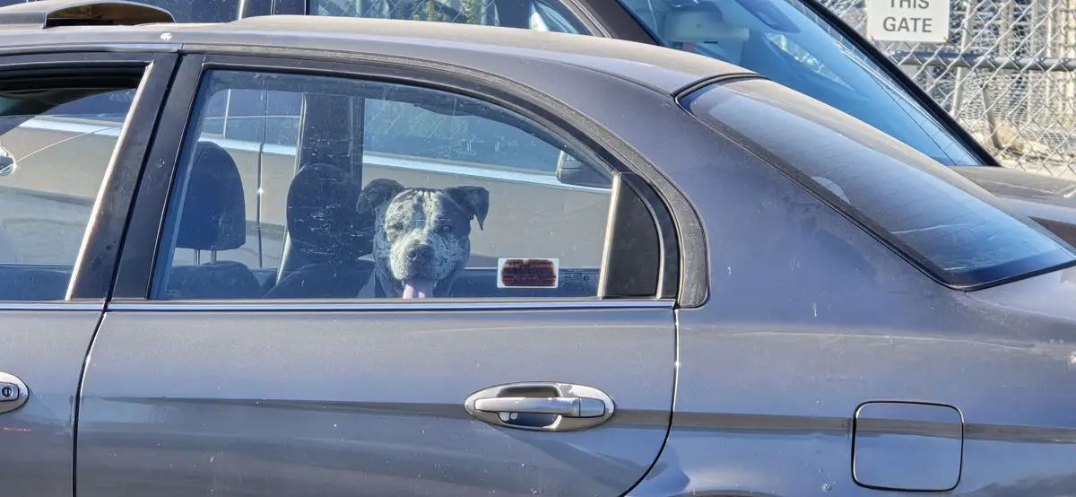 A grey car is parked near a chain-link fence with a sign that reads 'THIS GATE'. Inside the car, a brindle dog with its…