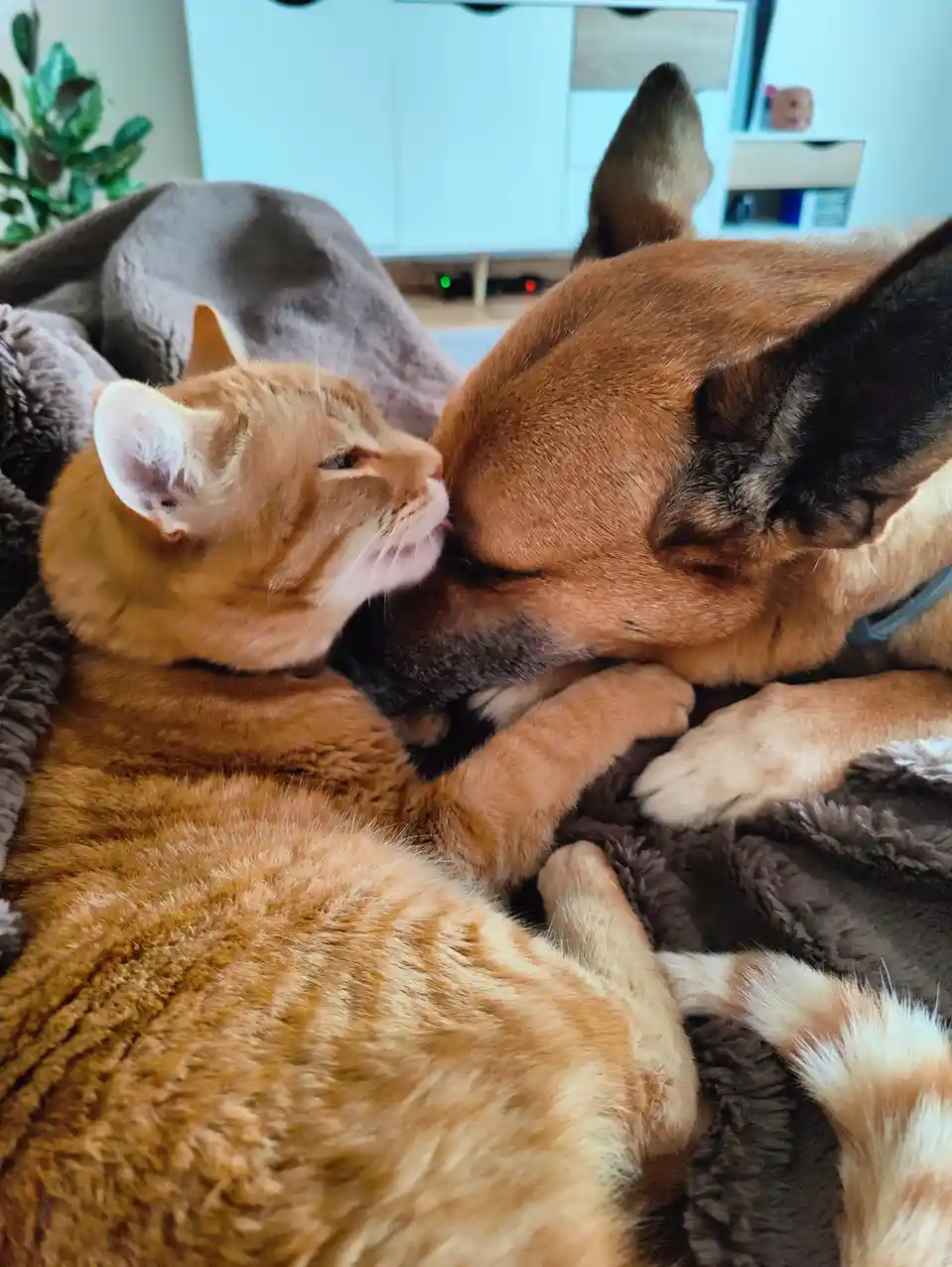 An orange tabby cat is gently licking the face of a brown and black dog that is lying down on a dark brown blanket. The dog…