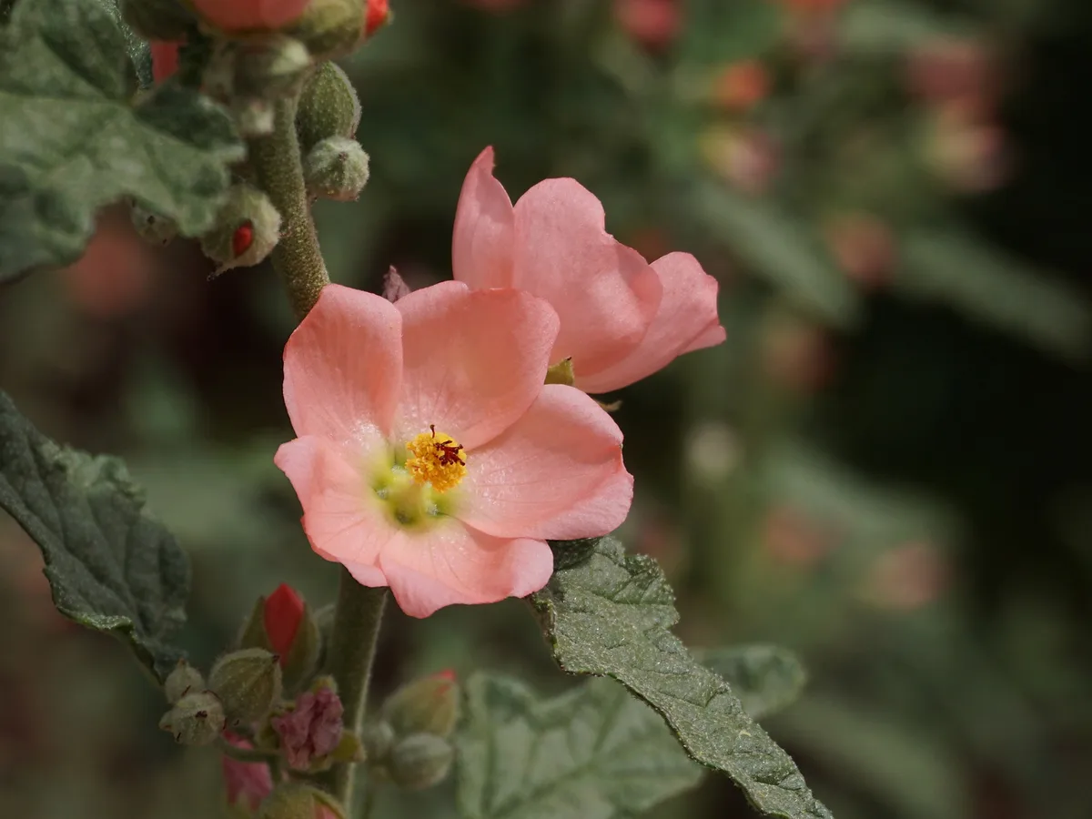 A close-up photograph of a soft pink flower with a yellow center, surrounded by green leaves and stems, with another flower…