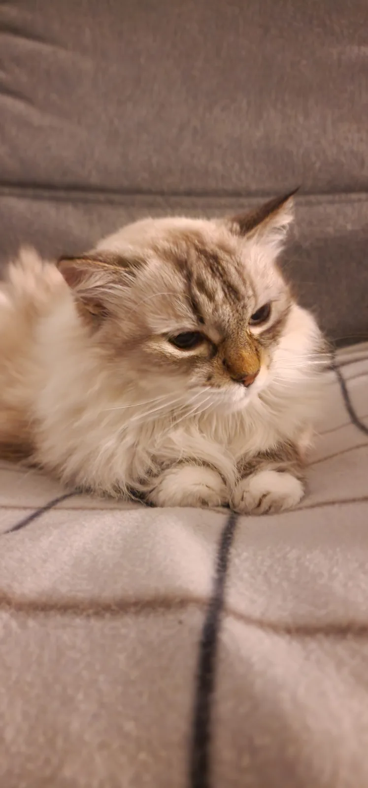 A fluffy, long-haired cat with a grumpy expression sits on a gray couch, looking downcast and unimpressed. The overlaid text…