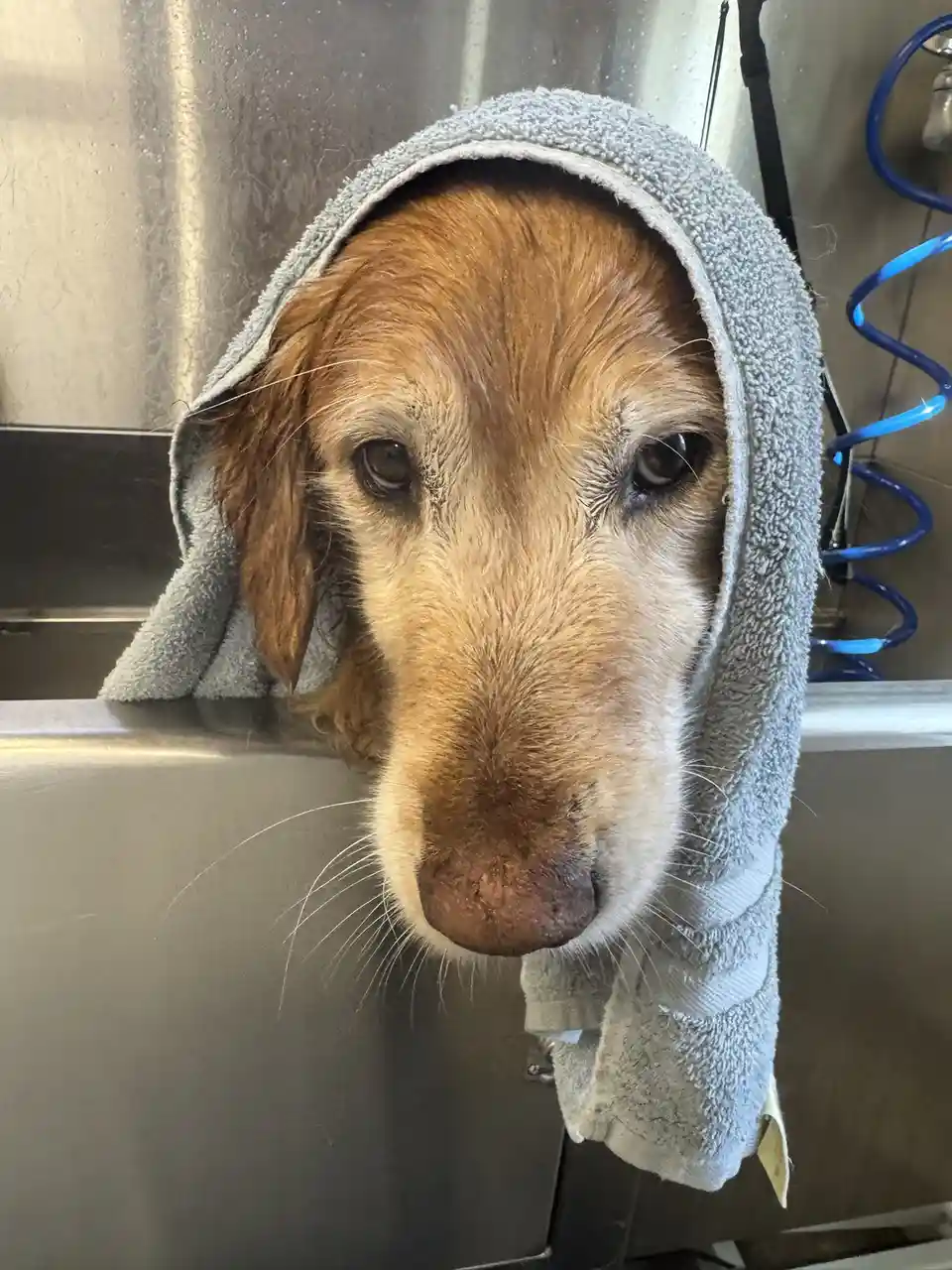 A golden retriever with wet fur has a grey towel draped over its head like a hood, peeking out from a stainless steel tub…