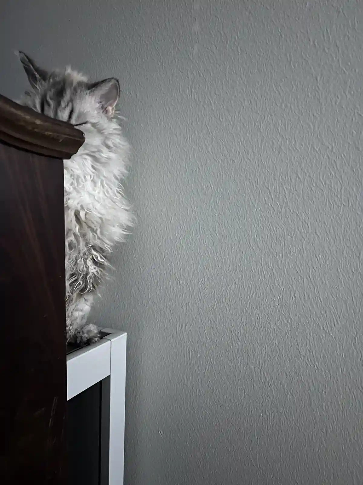 A fluffy, long-haired cat with grey and white fur is peeking over the top of a dark wooden piece of furniture, its eyes…
