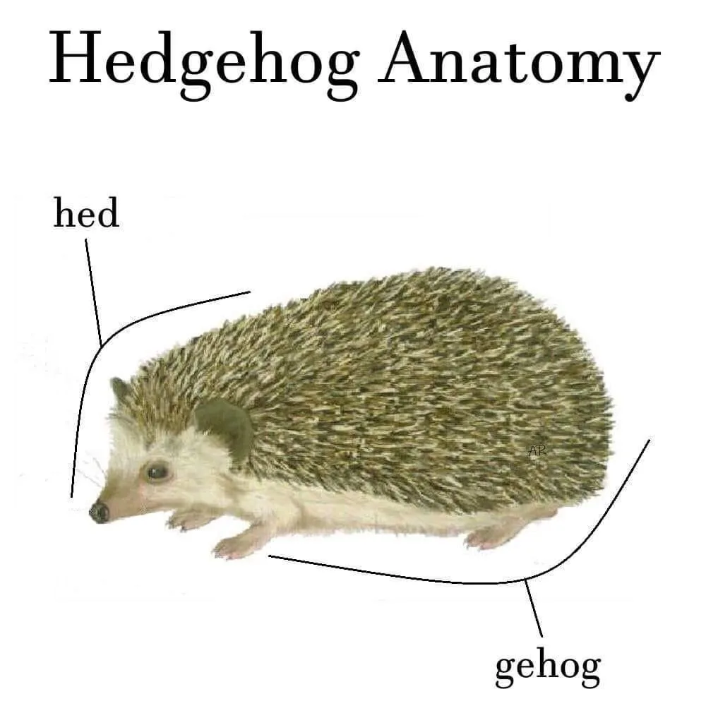 An illustrated hedgehog is labeled with 'hed' pointing to its head and 'gehog' pointing to its body, humorously breaking…