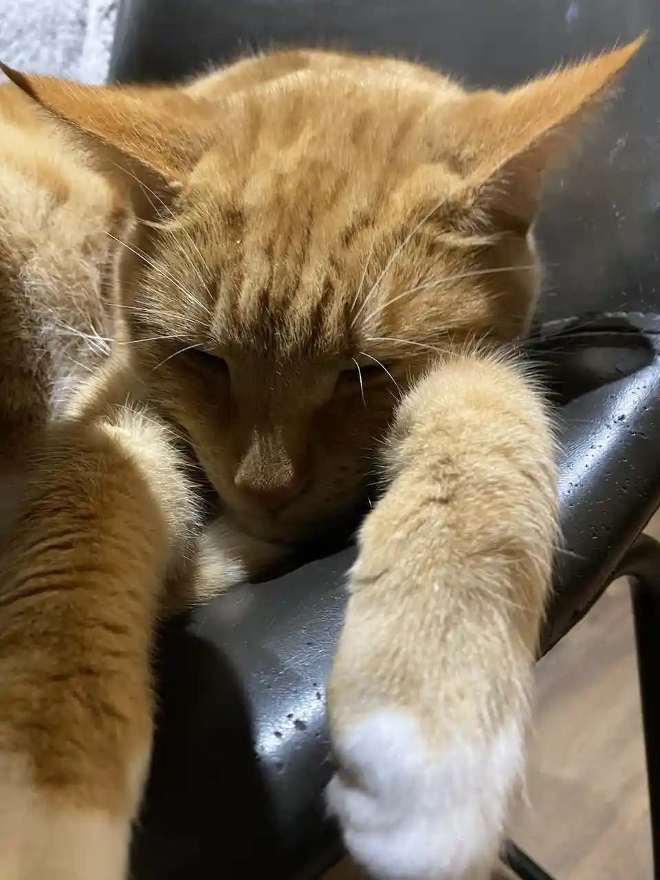 A close-up photo shows a ginger cat with white paws sleeping soundly on a black chair, its eyes half-closed and paws…