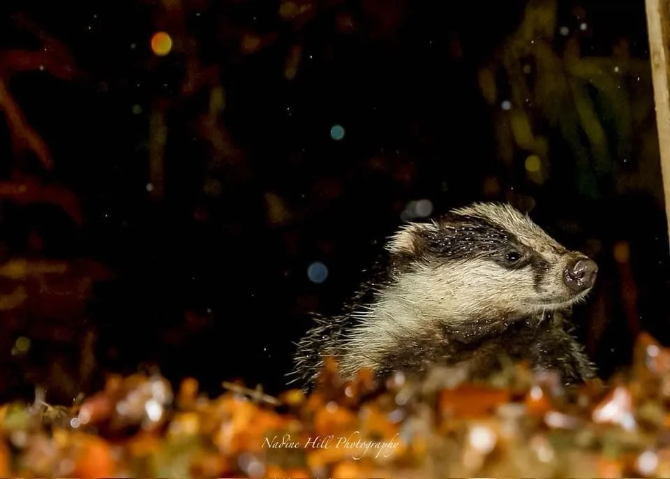 The Charming Badger in Action