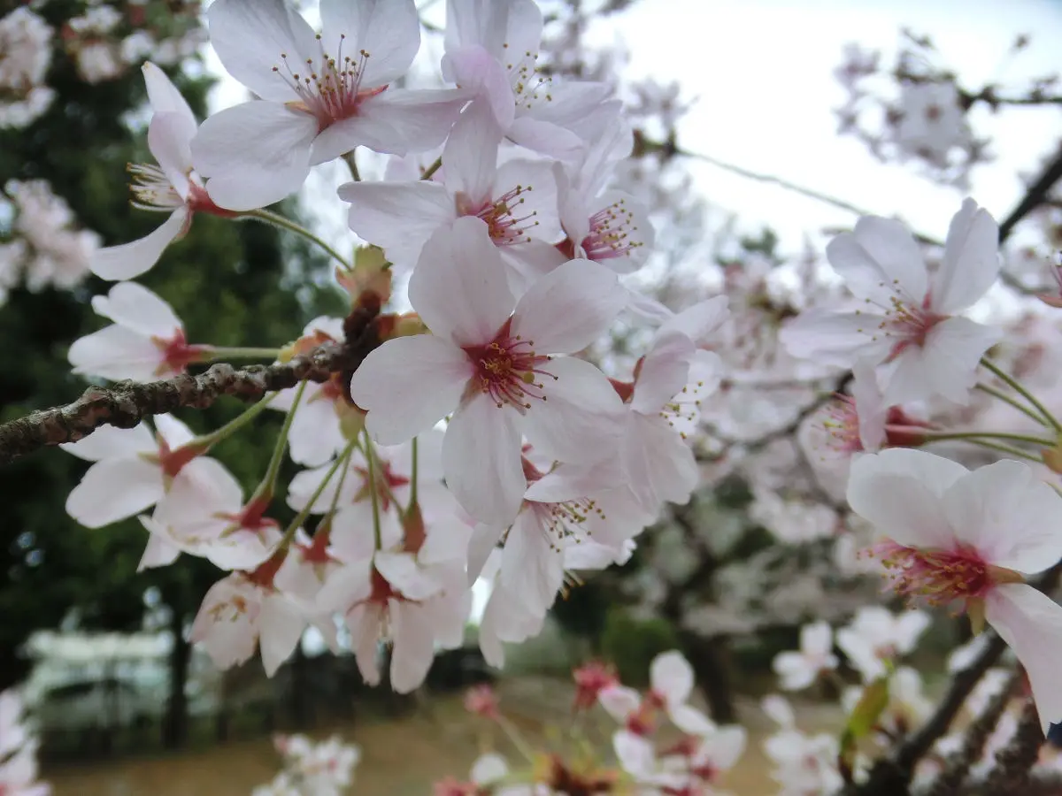 A close-up photograph of delicate pink and white cherry blossoms in full bloom on a tree branch, with soft-focus background…