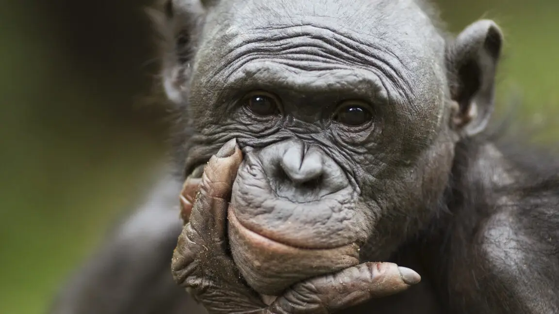 A close-up photo of a chimpanzee with a contemplative expression, resting its chin on its hand. The chimpanzee has wrinkled…