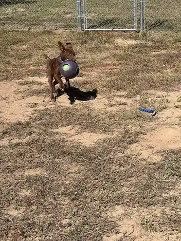 A brown dog stands in a dry, grassy yard holding a large purple and green ball in its mouth, looking toward the right. A…