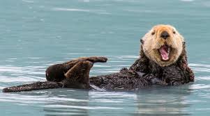 a sea otter floats on its back in calm blue water, mouth wide open in a joyful expression, one paw raised as if waving. The…