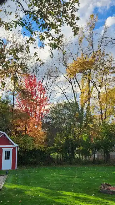 A vibrant autumn backyard scene features a red shed with a white door and trim on the left, surrounded by trees with green…