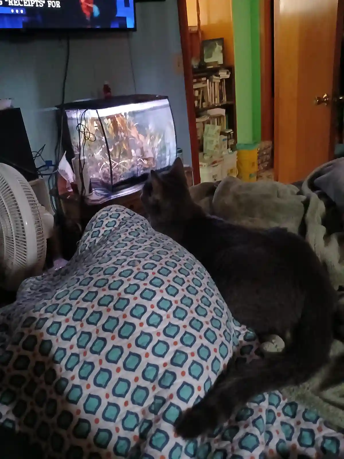 A dark gray cat sits on a patterned bedspread, intently staring at a lit aquarium. In the background, a TV screen displays…