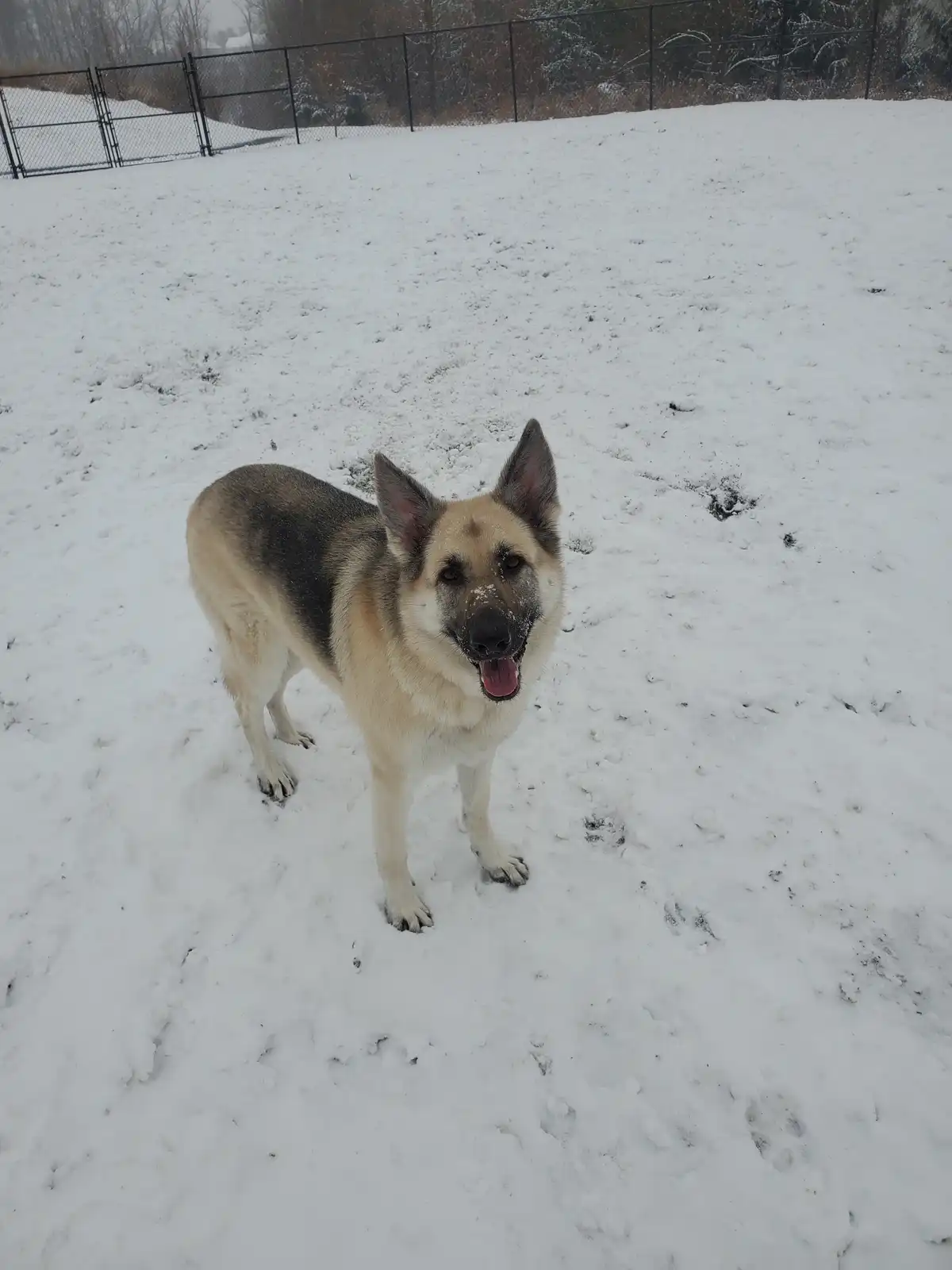 A German Shepherd dog stands in a snowy yard, looking directly at the camera with its mouth open and tongue out, appearing…