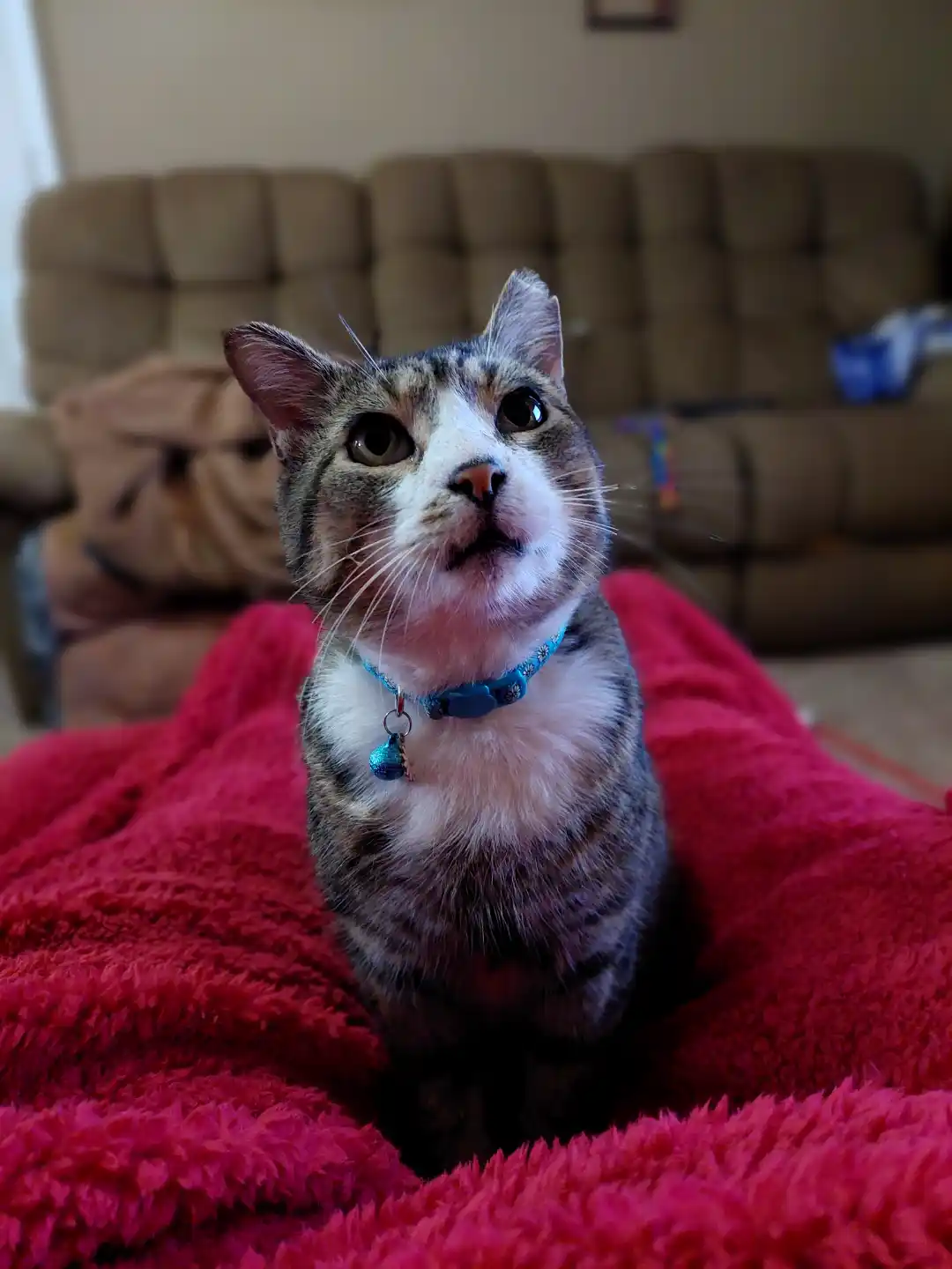 A tabby cat with white markings sits upright on a bright red fluffy blanket, looking upward with wide, surprised eyes. It…
