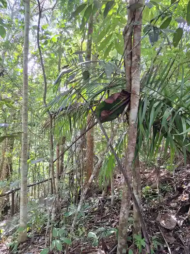 A small tarsier is perched on a branch amidst dense green jungle foliage, partially hidden by large leaves and vines. The…