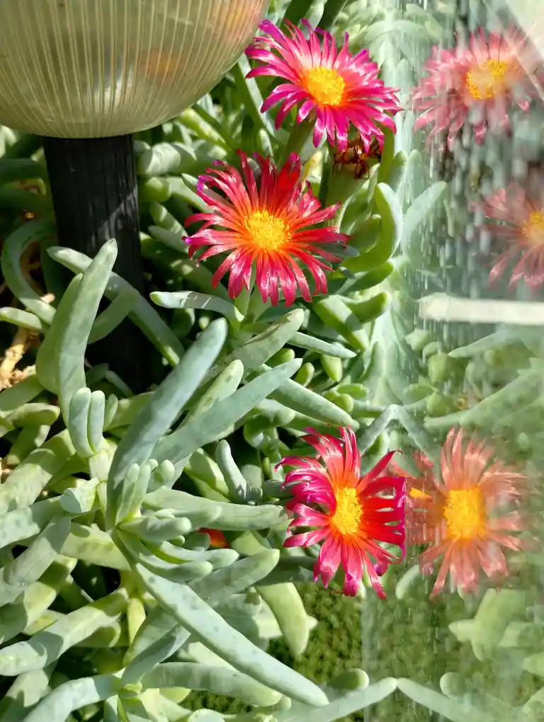 A close-up photo shows vibrant pink and orange flowers with yellow centers growing among thick, light-green succulent…