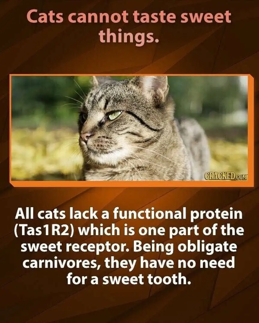 A close-up photo of a tabby cat with a slightly unimpressed or bored expression is framed in orange. Above the image, text…