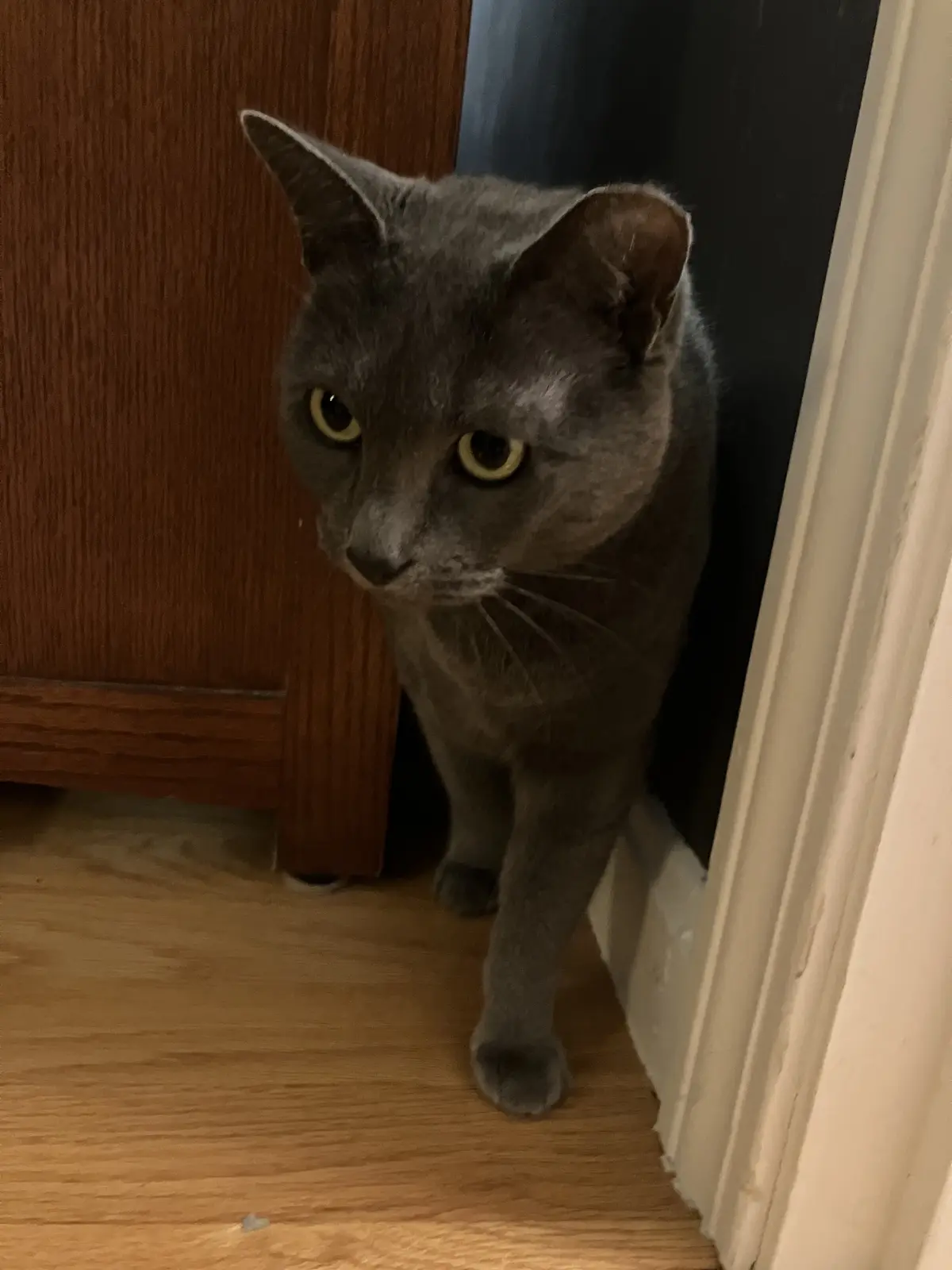 A gray cat with yellow eyes peeks cautiously from a doorway, standing on a wooden floor with one paw forward, looking…