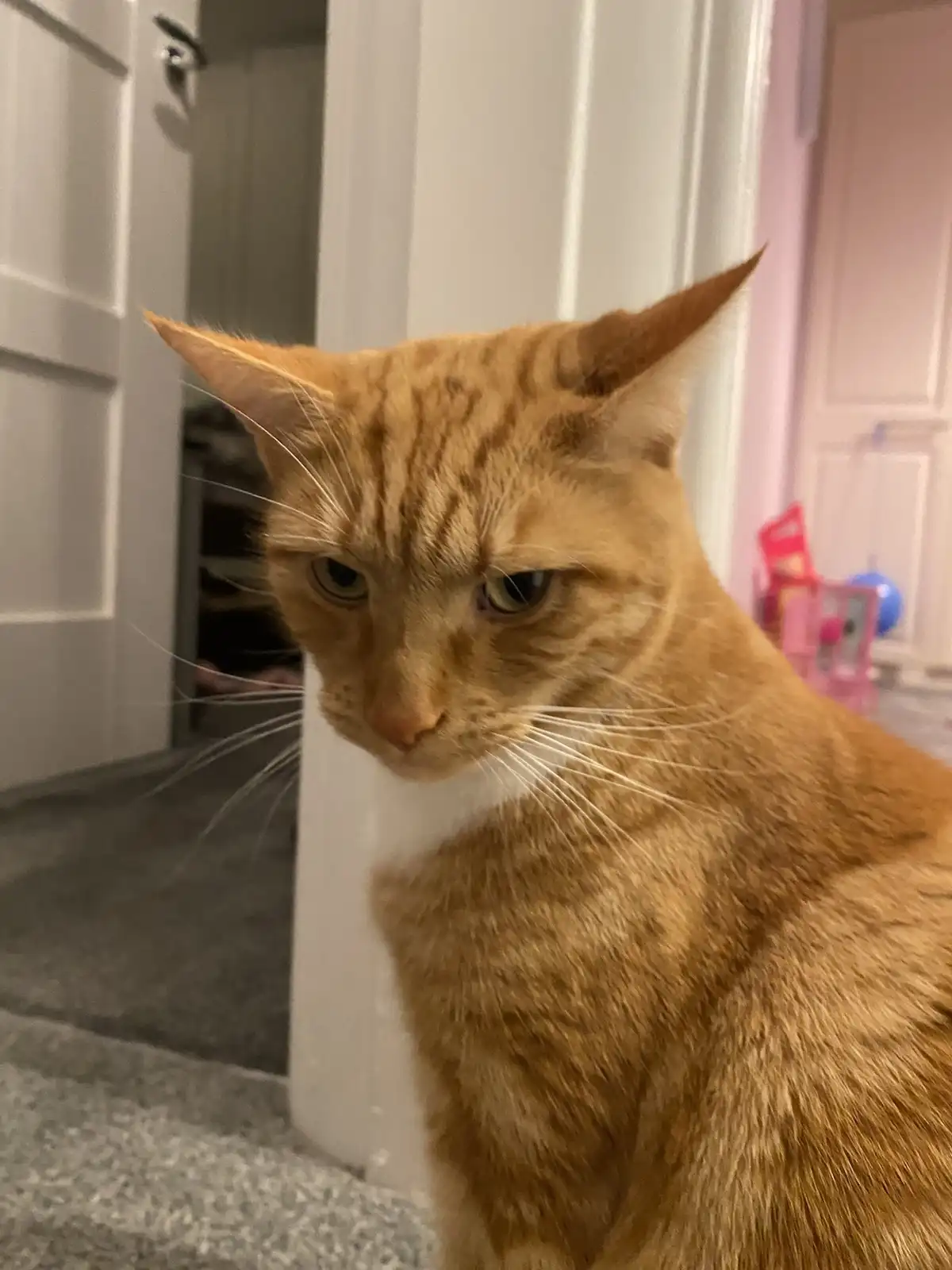 An orange tabby cat with a stern, unimpressed expression stares directly at the camera, its eyes narrowed and head slightly…