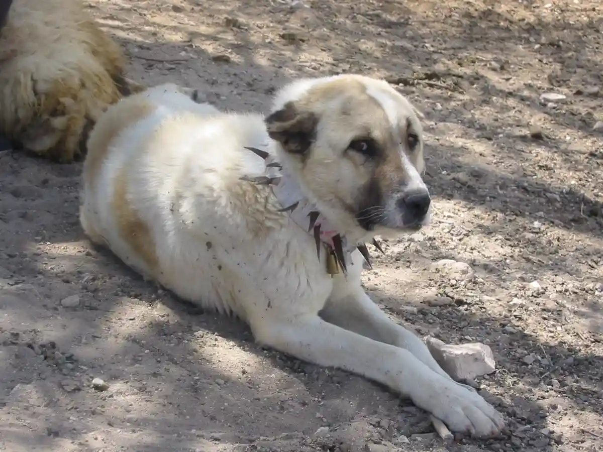 A light-colored dog with a spiked collar lies on dusty ground, looking alert and slightly wary. Another dog is partially…