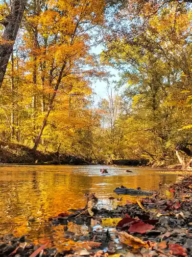 A serene autumn scene shows a shallow stream reflecting golden-yellow trees under a clear blue sky, with fallen leaves…