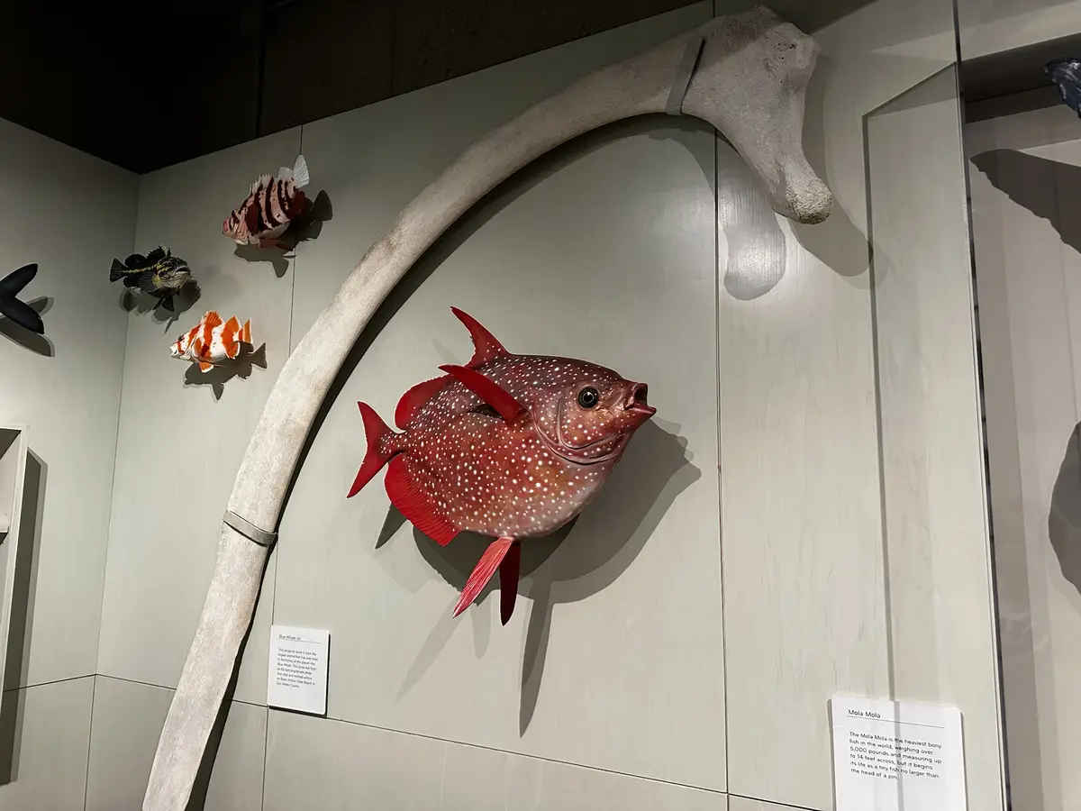 A museum wall display features a large, red, spotted fish model labeled 'Mola Mola' positioned next to a massive curved…
