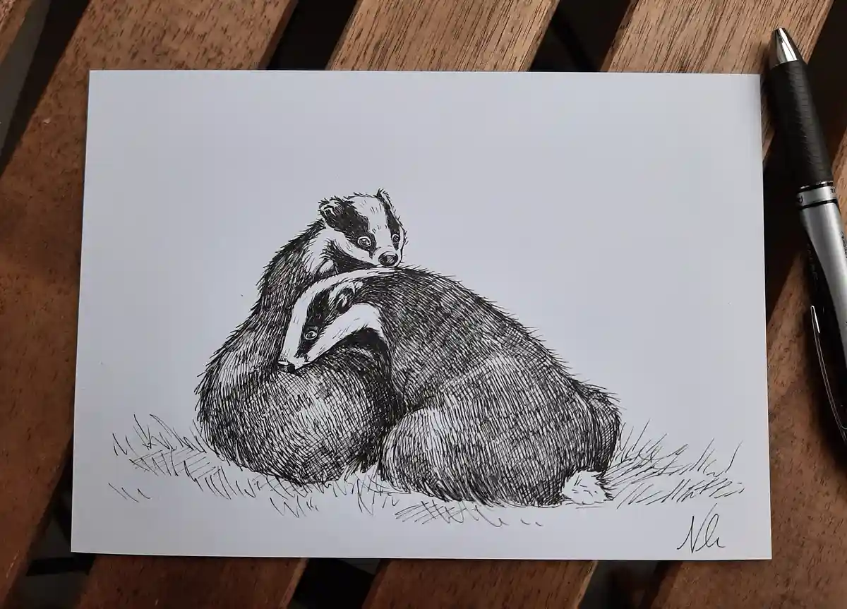 A black-and-white ink drawing on white paper shows two badgers cuddling; one is curled up with its head resting on the…