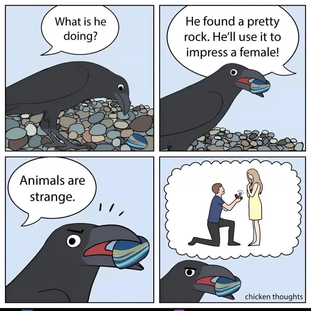 A four-panel comic shows a crow observing another crow holding a striped rock. The first crow asks what the other is doing…
