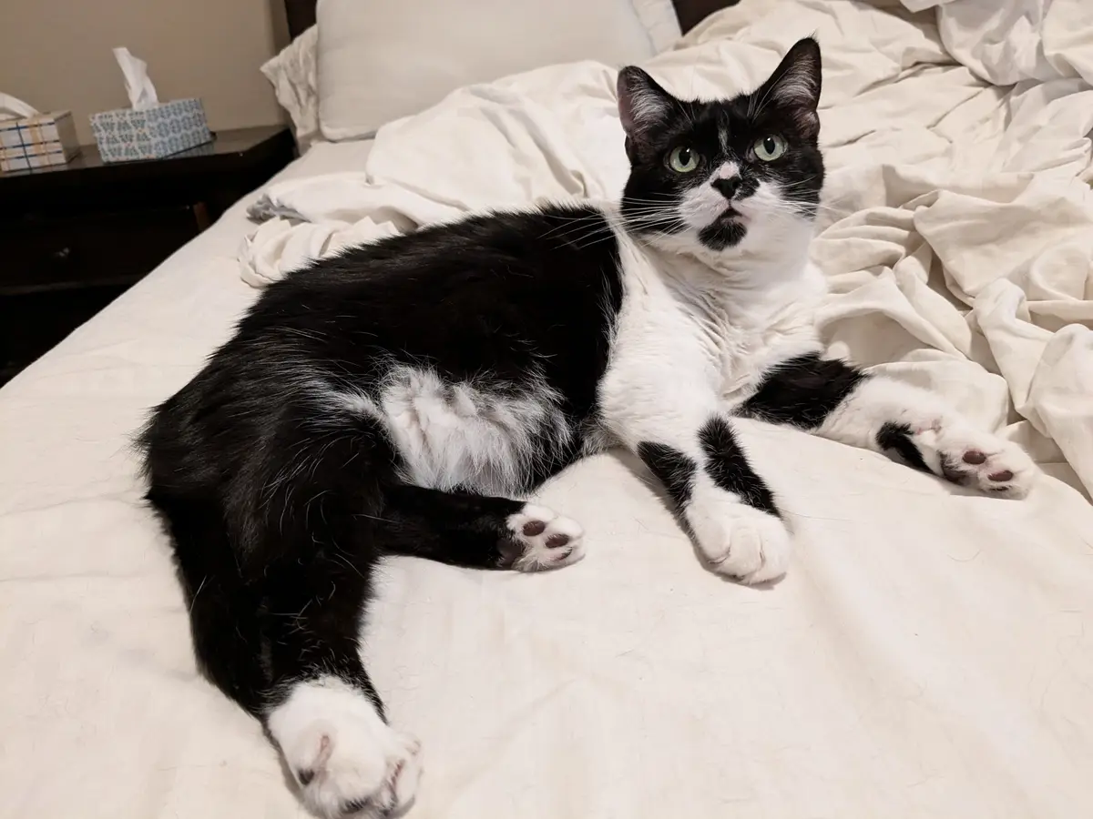 The Adorable Little One