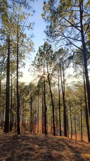 A serene photo of tall pine trees on a hillside with sunlight filtering through the branches, casting long shadows on dry…