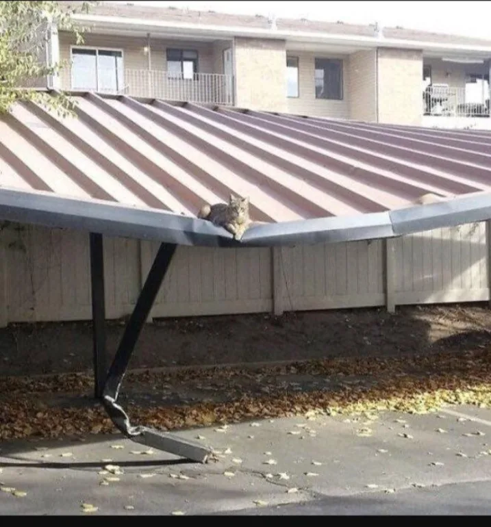A tabby cat is lounging calmly on the edge of a severely bent metal carport roof, which sags dramatically downward. The…