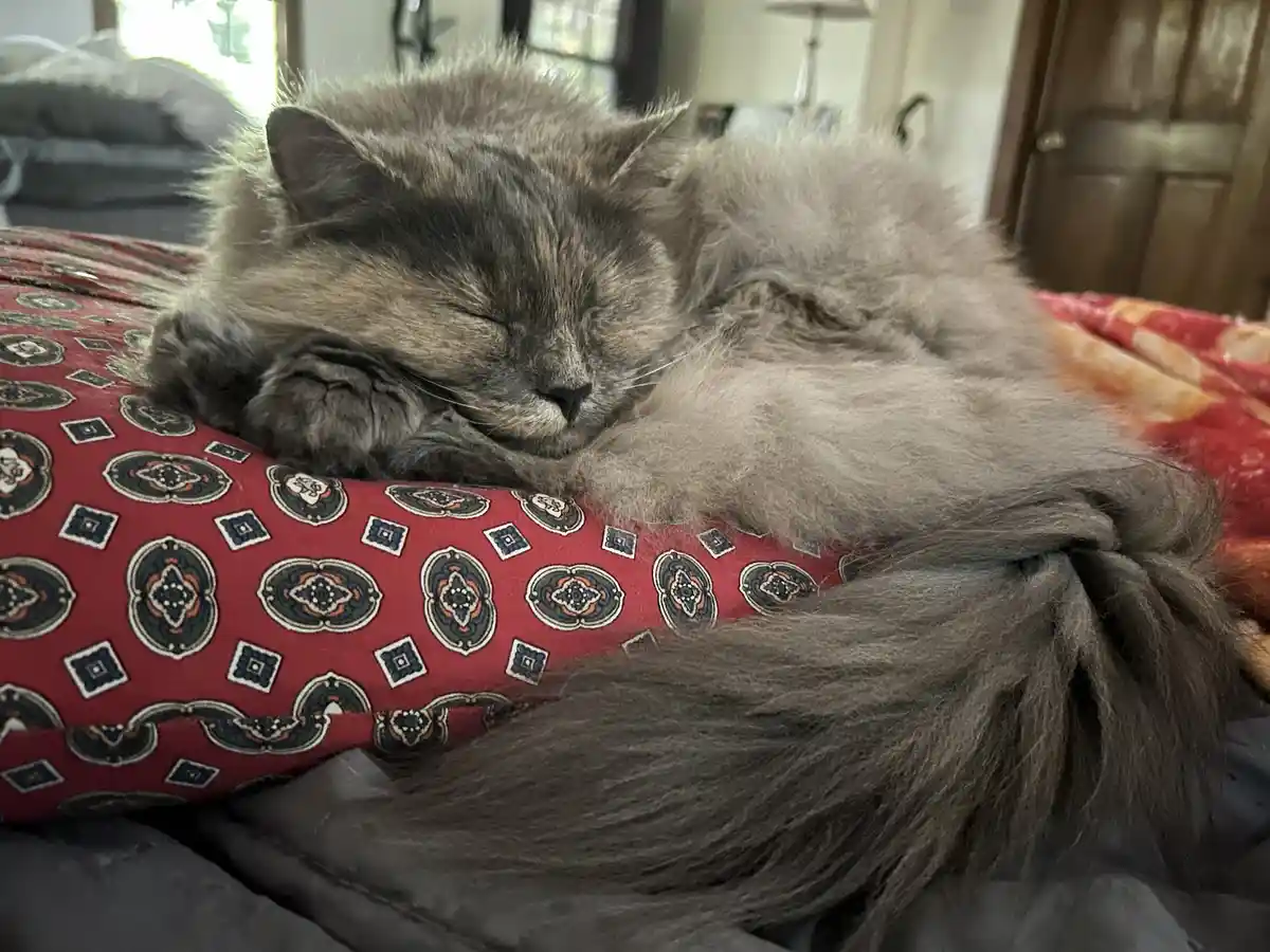 A fluffy, long-haired grey cat is curled up and sleeping soundly on a red patterned pillow, its eyes closed and paws tucked…