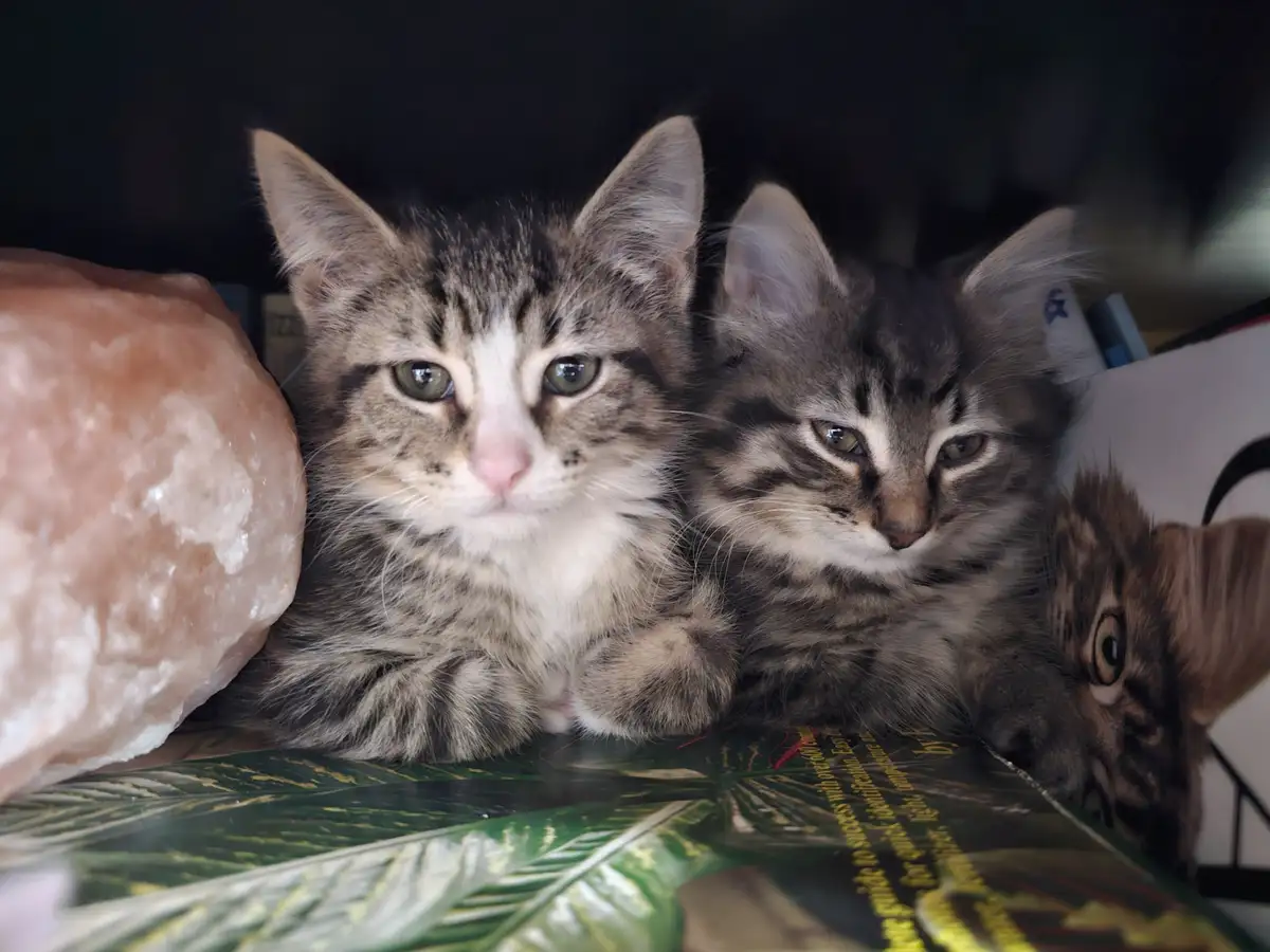Two tabby kittens with wide, unimpressed eyes sit side-by-side on a book with a green leaf pattern, next to a large pink…