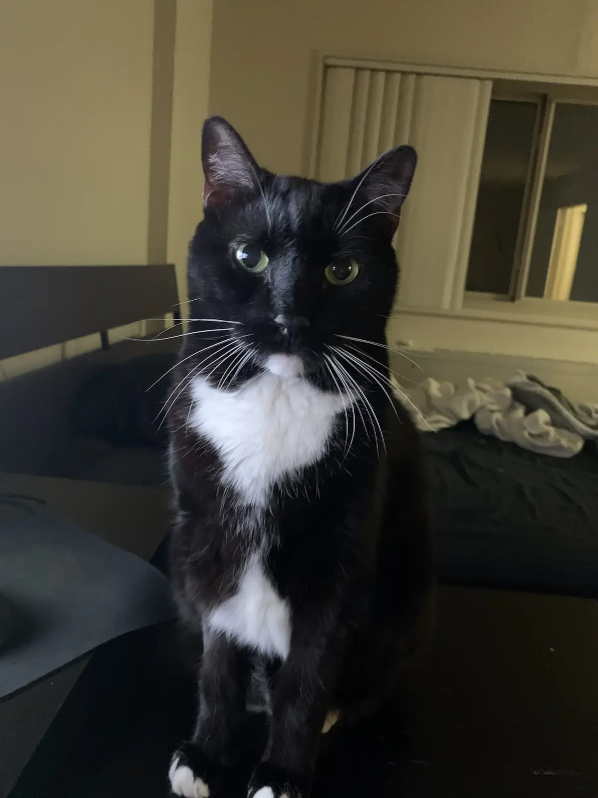 A black and white cat with a white chest and paws sits upright on a dark surface, looking directly at the camera with wide…