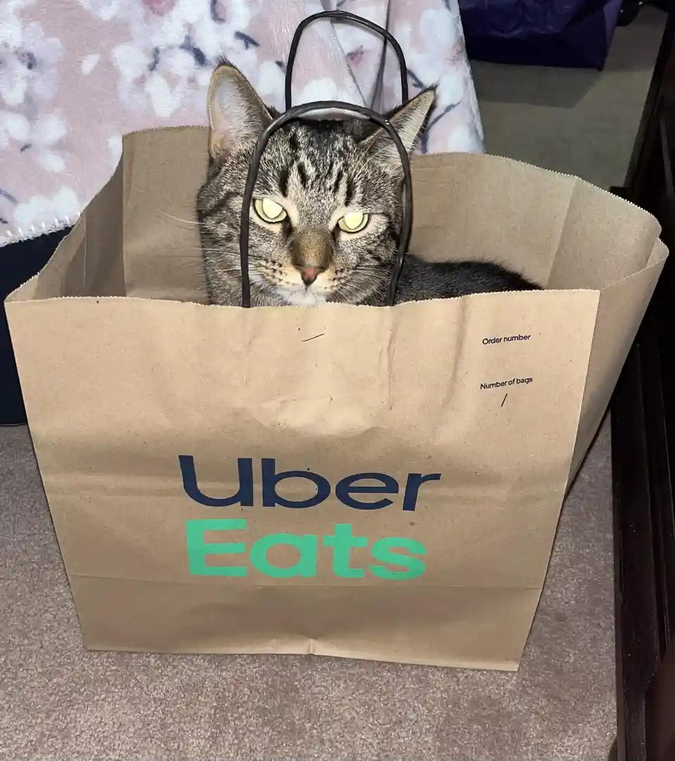 Caturday Just Got Canceled
