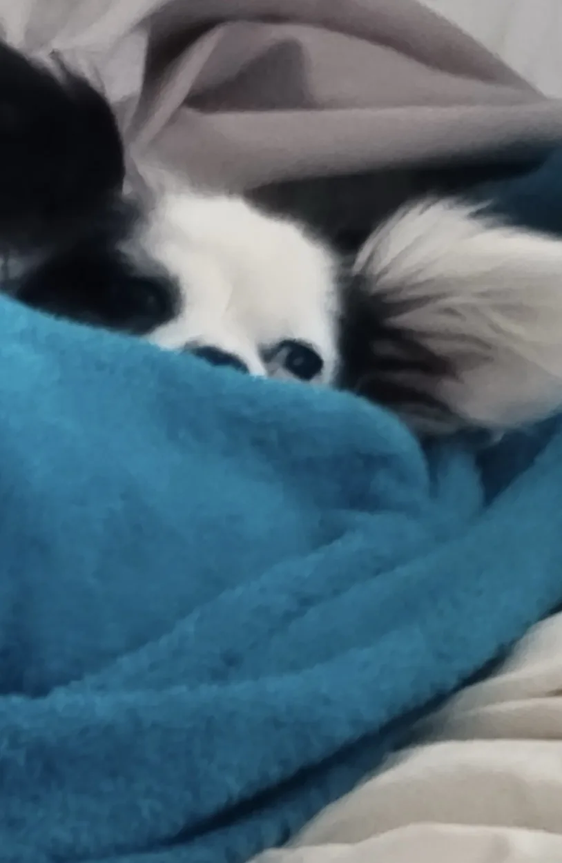 A small black-and-white dog with fluffy ears is peeking out from under a blue blanket, looking sleepy and cozy. The overlaid…