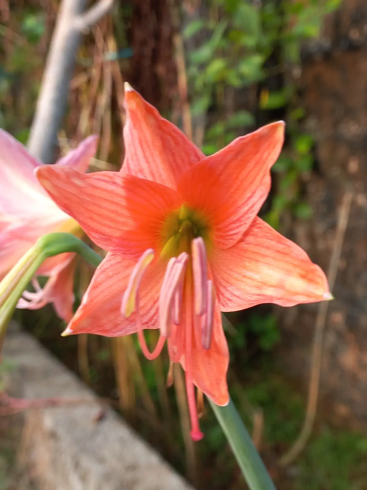 A close-up photograph shows a vibrant orange-red flower with six pointed petals and visible stamens, set against a blurred…