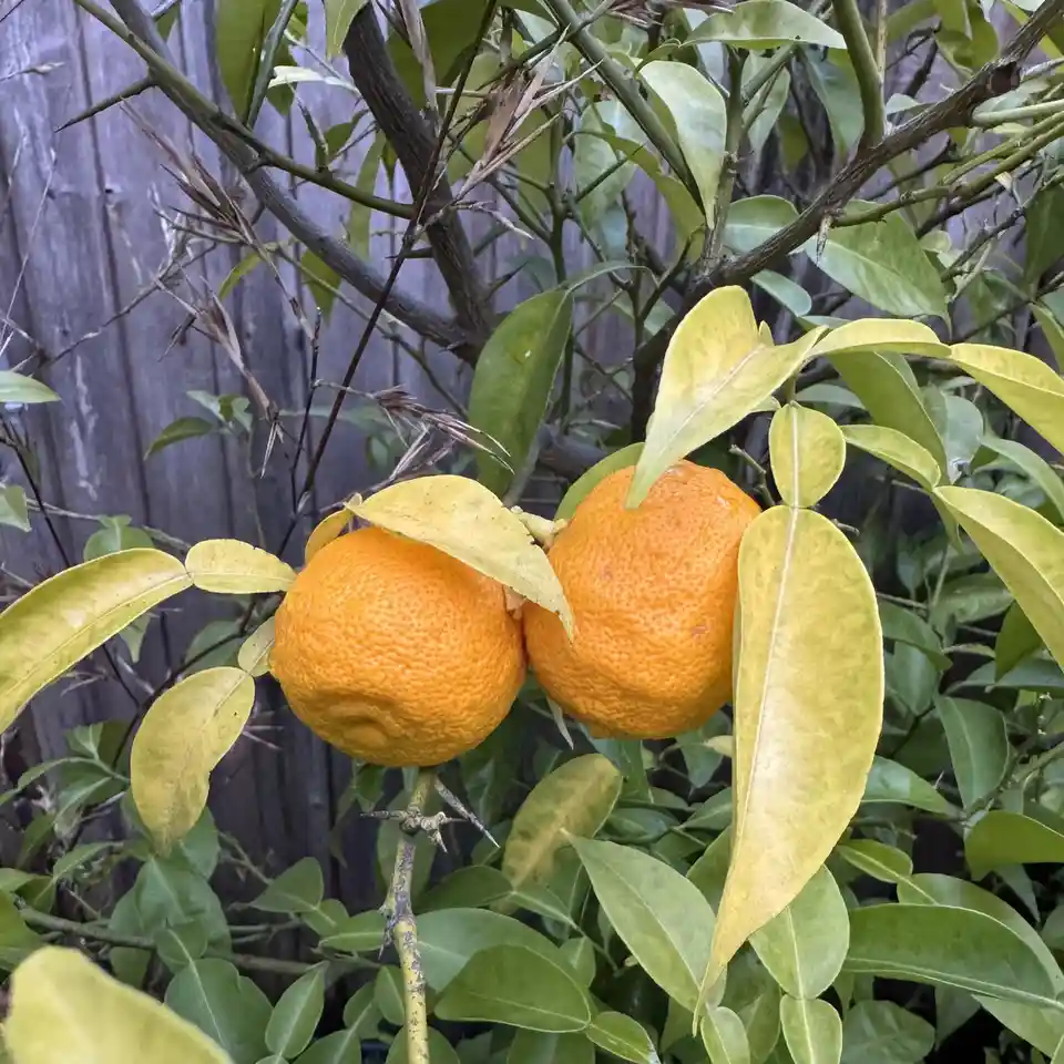 Two ripe, textured orange fruits hang from a thorny citrus tree with green and yellowing leaves, set against a wooden fence…