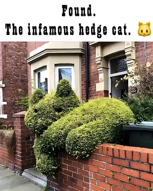 A meticulously trimmed hedge shaped like a cat is growing on a red brick wall in front of a house. The text overlaid at the…