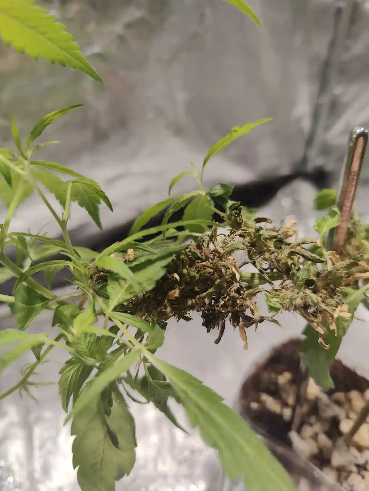 A close-up photo of a cannabis plant with a large, dried-out bud that looks shriveled and brownish-green, surrounded by…