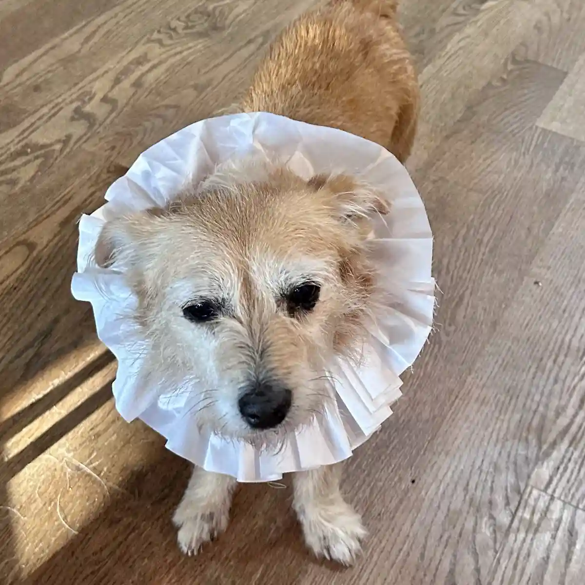 A small, scruffy, light-brown dog with sad, droopy eyes looks up at the camera while wearing a white, fluted coffee filter…