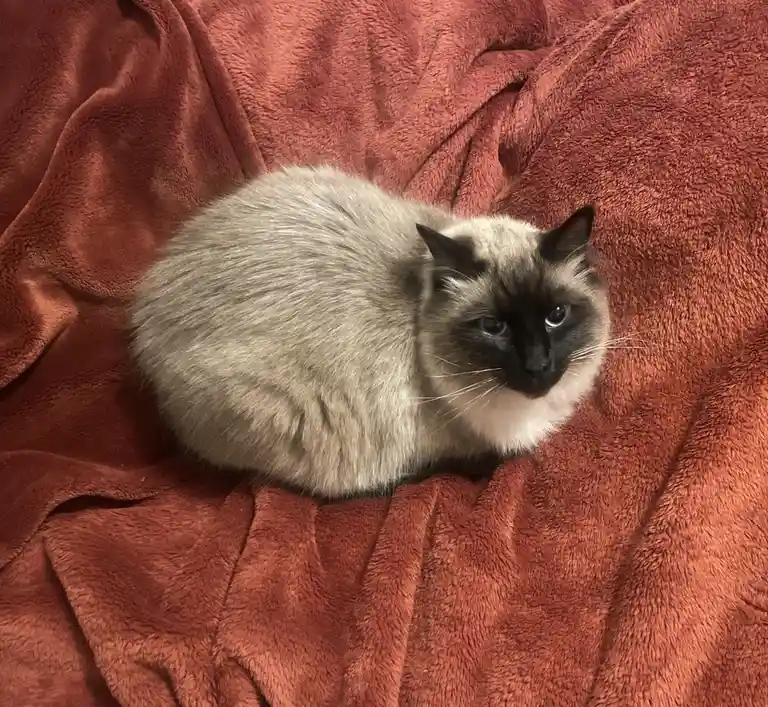 A fluffy, light-gray cat with dark points on its face and ears sits curled up on a textured, rust-colored blanket. The cat…