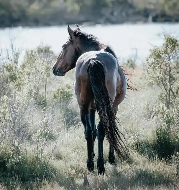 A brown horse stands in a grassy field near water, facing left with its rear to the camera, its long black tail flowing. The…