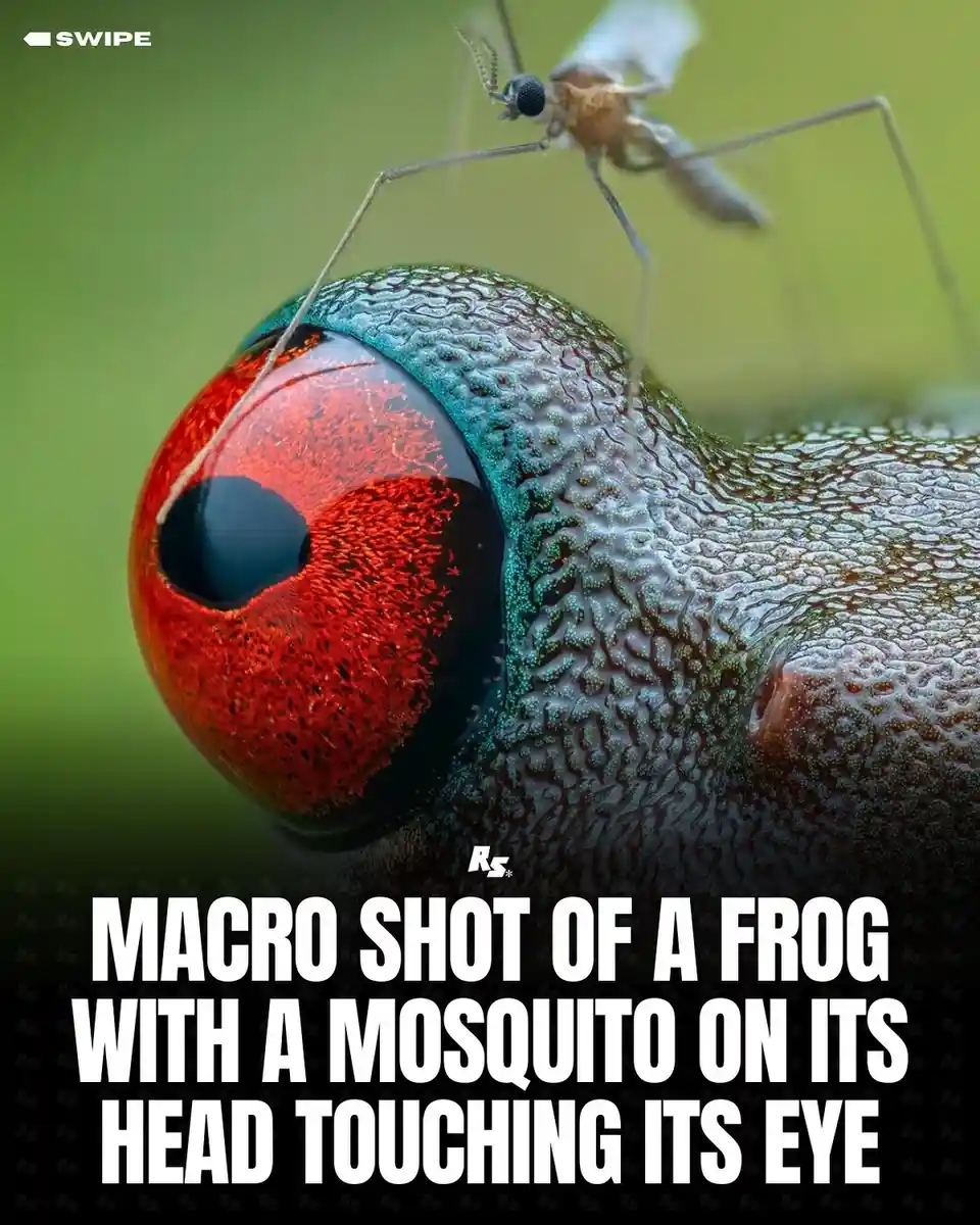 A macro photograph shows a small mosquito perched on the head of a frog, with one of its long legs touching the frog's…