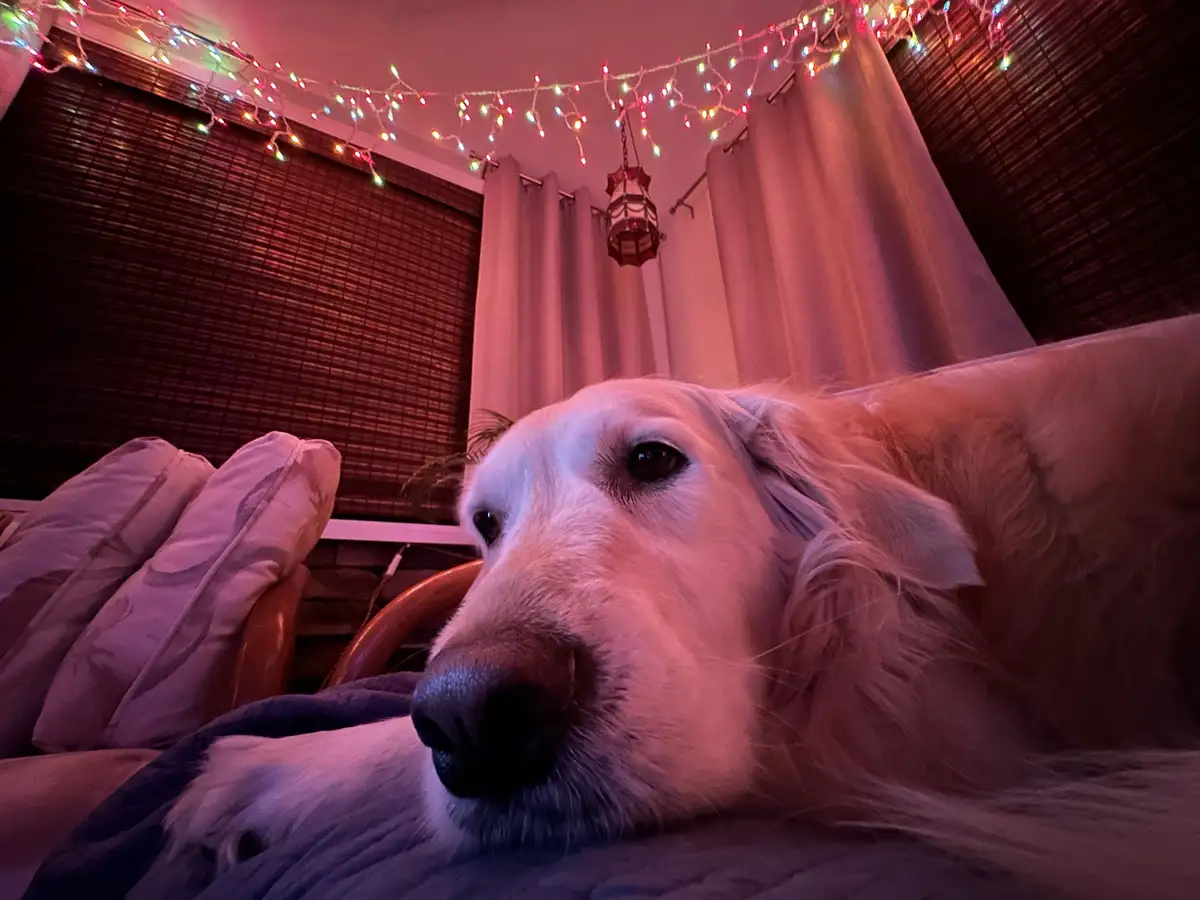 Meet my adorable Christmas Golden Retriever!