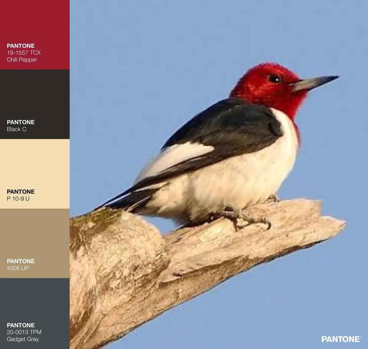 A red-headed woodpecker perched on a branch is overlaid with a Pantone color swatch panel on the left side, labeling its red…