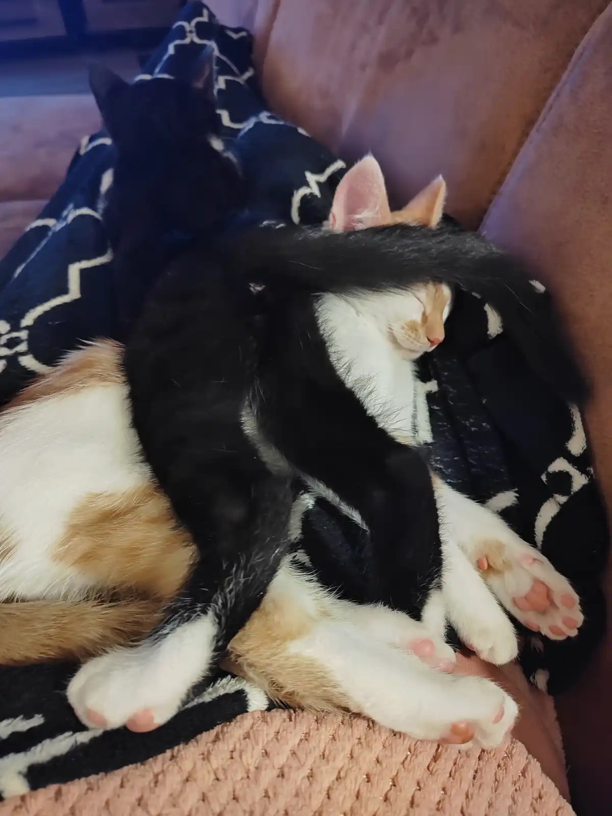 Two cats are sleeping on a couch, one black and white cat is curled up with its tail draped over the head of a calico cat…