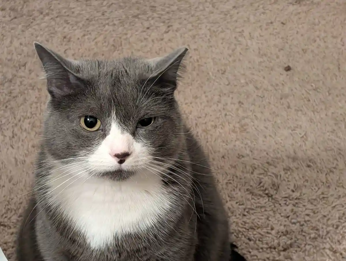 A Night of Fun: My Cat's Hilarious Reaction to My One-Eyed Stunt