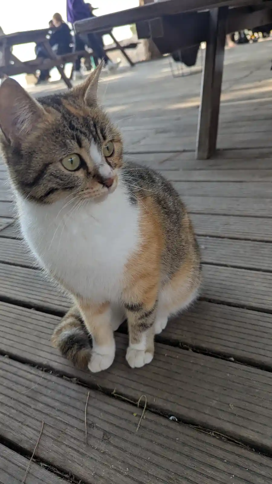 A tabby and white cat with green eyes sits on a wooden deck, looking off to the side with a slightly unimpressed or bored…