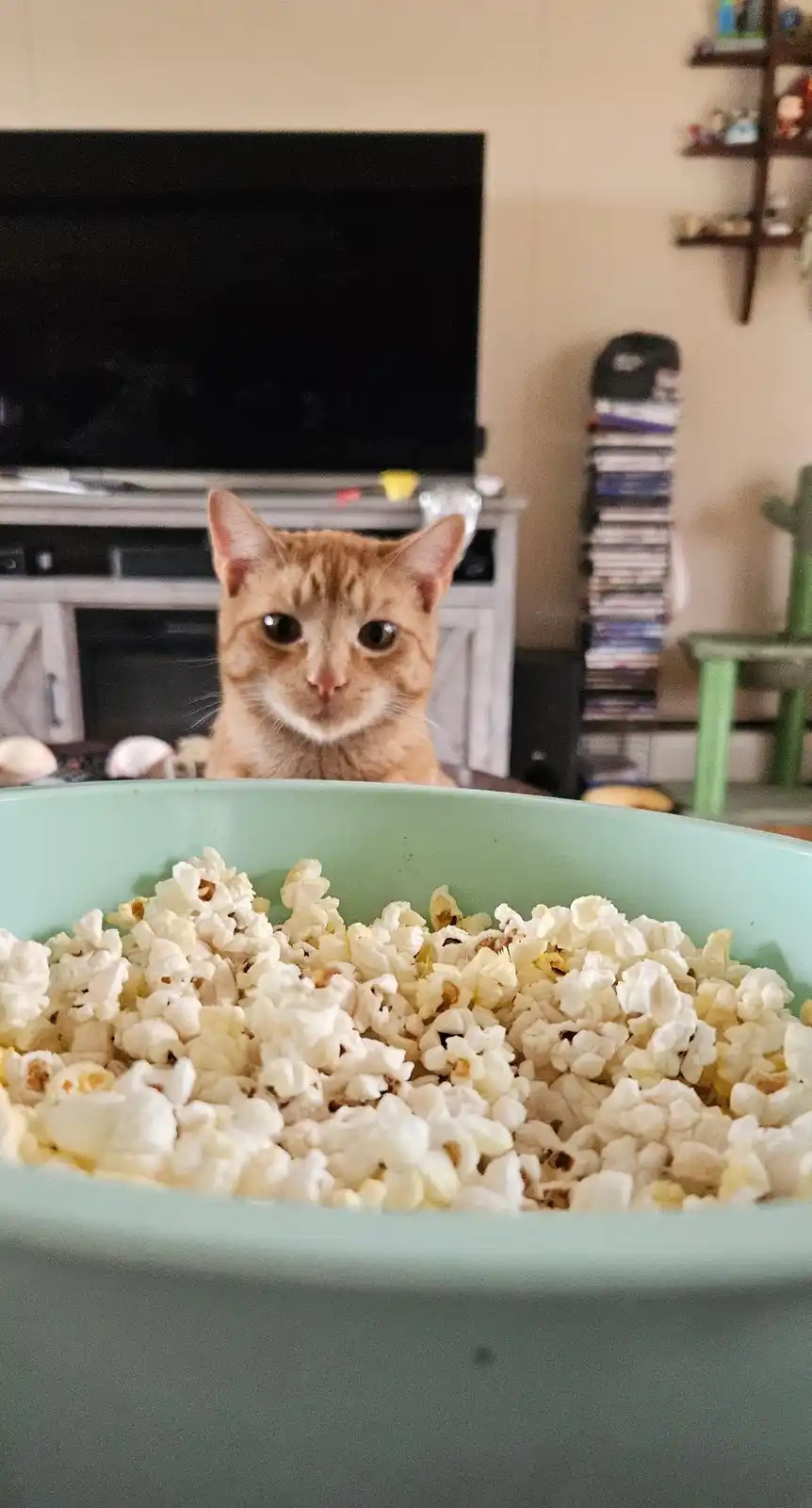 A close-up shot shows a large bowl of popcorn in the foreground, with an orange tabby cat staring intently over the bowl…
